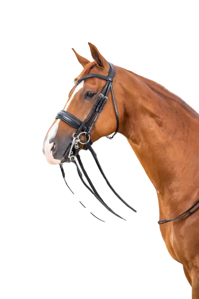 Dy'on Large Crank Noseband Double Bridle NEECAR/S/T